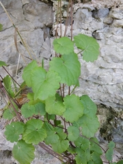 Glechoma hederacea