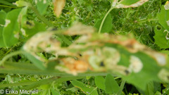 Pegomya