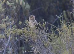 Euplectes capensis capensis