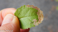 Phytomyza crassiseta