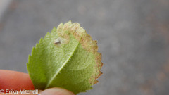 Phytomyza crassiseta