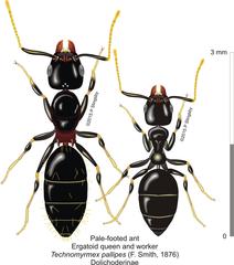 Technomyrmex pallipes