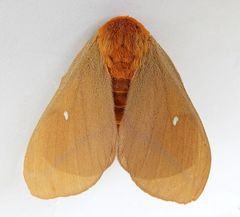 Anisota oslari