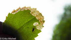 Phytomyza crassiseta