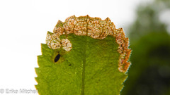 Phytomyza crassiseta