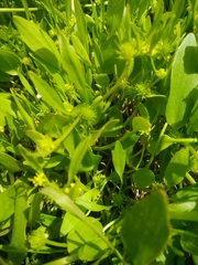 Ranunculus lateriflorus