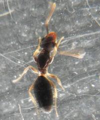 Technomyrmex pallipes