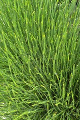 Ephedra procera