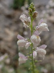 Linaria microsepala