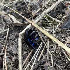 Anoplotrupes stercorosus