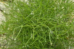 Portenschlagiella ramosissima