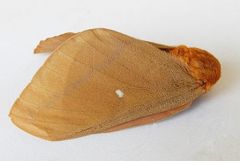 Anisota oslari