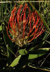 Leucospermum gerrardii image