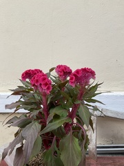 Celosia argentea plumosa