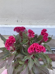 Celosia argentea plumosa