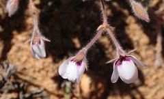 Pelargonium tricolor
