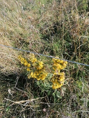 Helichrysum arenarium