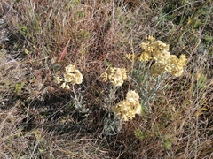 Helichrysum arenarium