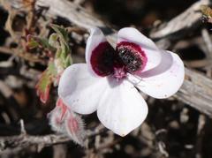 Pelargonium tricolor
