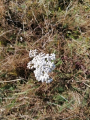Helichrysum arenarium