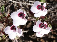 Pelargonium tricolor