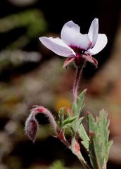 Pelargonium tricolor