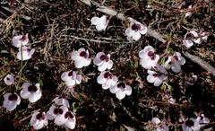 Pelargonium tricolor