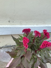 Celosia argentea plumosa