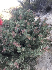 Arctostaphylos pringlei drupacea