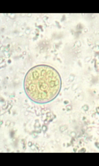 Entamoeba coli