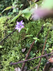 Gentiana rubicunda