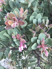Arctostaphylos pringlei drupacea