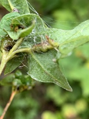 Dasineura communis
