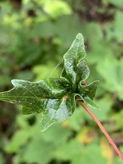 Dasineura communis