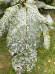 Erysiphe adunca adunca