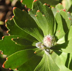 Leucospermum