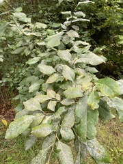 Erysiphe adunca adunca