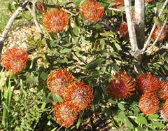 Leucospermum