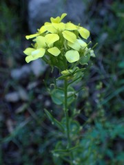 Biscutella cichoriifolia