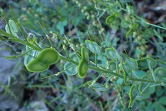 Biscutella cichoriifolia