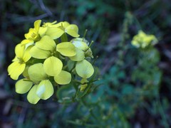 Biscutella cichoriifolia