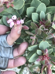 Arctostaphylos pringlei drupacea