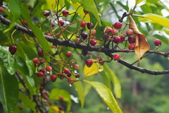 Syzygium nervosum