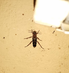 Xylotrechus subscutellatus