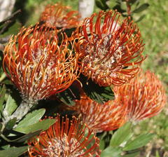 Leucospermum