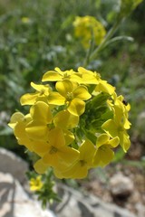 Biscutella cichoriifolia