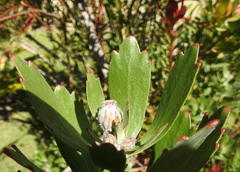 Leucospermum