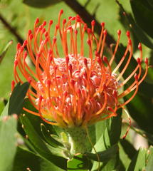 Leucospermum