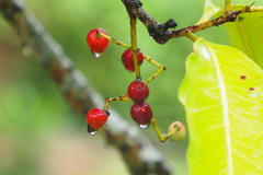 Syzygium nervosum