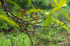 Syzygium nervosum